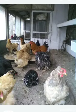 Gaini de tara, gaini de rasa, cocosi albi, oua pt incubat - imagine 2