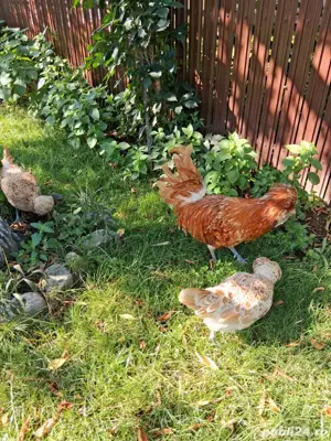  2 gaini si 1 cocos Paduane,Motate Olandeze, Australop - imagine 2