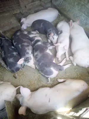 vand porci soldani  - imagine 4 vand porci soldani  - imagine 4