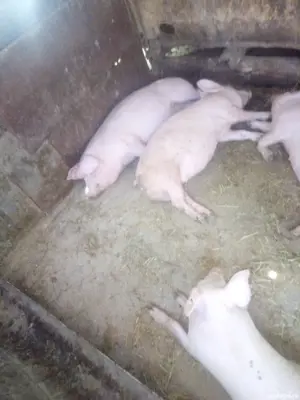 vand porci soldani  - imagine 3 vand porci soldani  - imagine 3