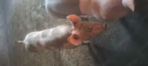 Vand purcei protap sau sacrificat - imagine 3