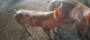 Vand purcei protap sau sacrificat - imagine 2