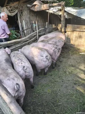 porci de vanzare - imagine 5 porci de vanzare - imagine 5