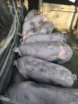 porci de vanzare - imagine 3 porci de vanzare - imagine 3