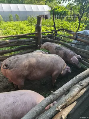 porci de vanzare - imagine 4 porci de vanzare - imagine 4