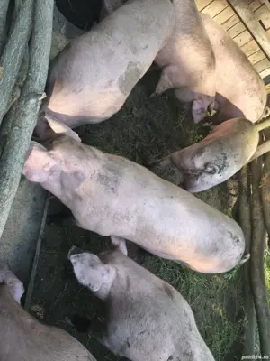 porci de vanzare - imagine 2 porci de vanzare - imagine 2