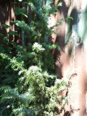 Ienupăr argintiu cu fructe(bobițe)  - imagine 3