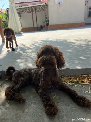 Urgent caut casa pentru pudel mini  - imagine 3