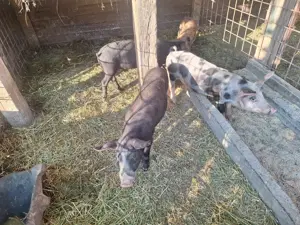Avem porci de vânzare  - imagine 2