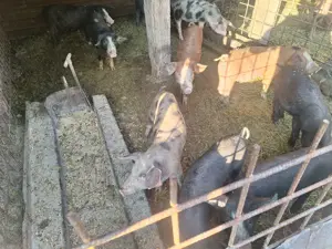 Avem porci de vânzare  - imagine 4