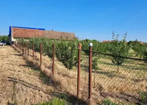 Teren cu livadă și Casă veche în Șandra - imagine 3