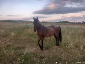 Vand 2 cai - imagine 5 Vand 2 cai - imagine 5