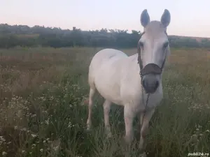 Vand 2 cai - imagine 3 Vand 2 cai - imagine 3