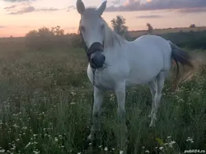 Vand 2 cai - imagine 2 Vand 2 cai - imagine 2