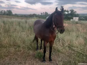 Vand 2 cai - imagine 4 Vand 2 cai - imagine 4