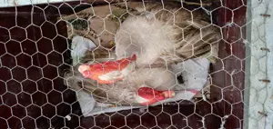 Familie rate mute 3 rate si 1 ratoi - imagine 2