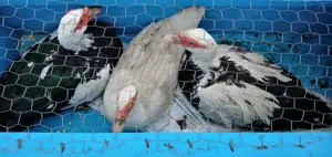 Familie rate mute 3 rate si 1 ratoi