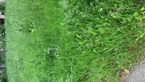 Imobiliare -Vand Teren Intravilan