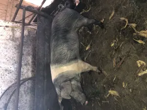 Vand vier Bazna in Simleu Silvaniei 