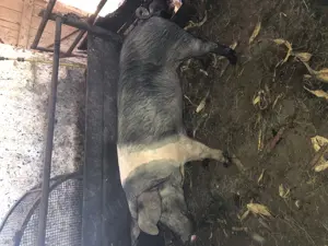 Vand vier Bazna in Simleu Silvaniei  - imagine 2