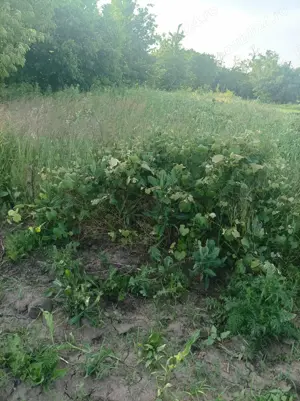 Vând teren intravilan Hemeiuș 