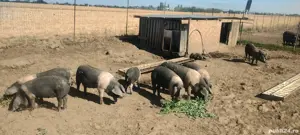 Purcei si grasuni Bazna - imagine 3