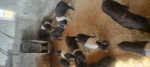 Purcei si grasuni Bazna - imagine 2