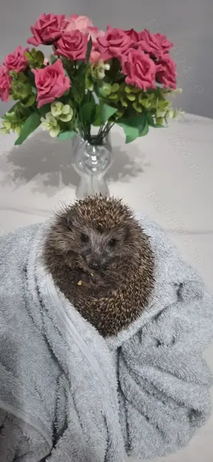 Vând arici domestic european mascul și femelă,  se d au și separat 