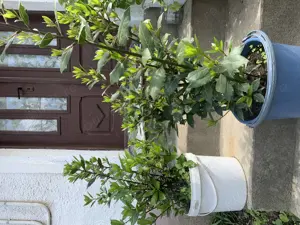 Vand dafini mari si mici 