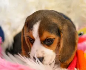 Pui Beagle Tricolori