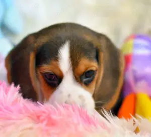 Pui Beagle Tricolori - imagine 4