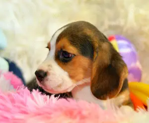 Pui Beagle Tricolori - imagine 5