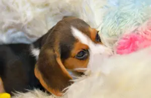 Pui Beagle Tricolori - imagine 3