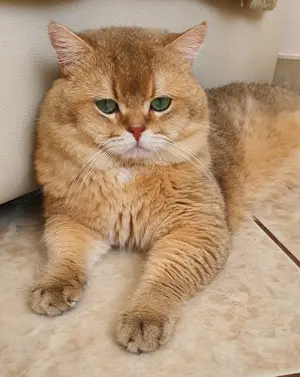 Mascul british golden ny 11 cu pedigree! - imagine 3