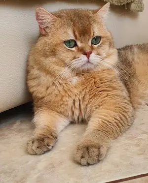 Mascul british golden ny 11 cu pedigree! - imagine 2