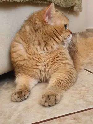 Mascul british golden ny 11 cu pedigree! - imagine 4