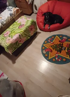  Vand casa 2 camere zona Petre Ispirescu - imagine 8