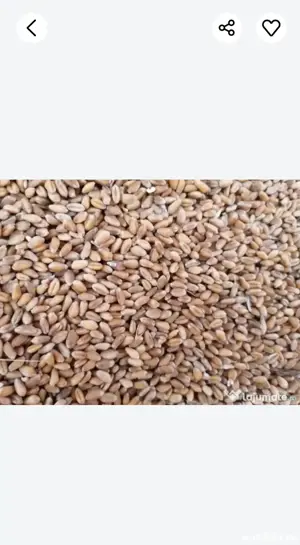 Vand grau productie 2025