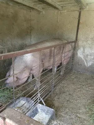 Vând scroafa  rasa duroc X petran