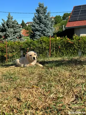 Catei labrador cu pedigree