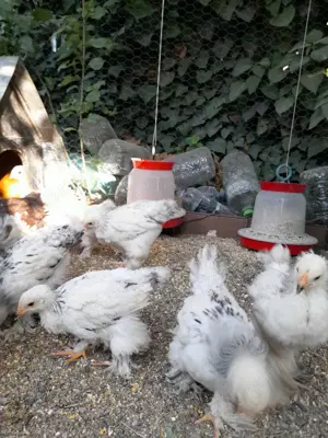 Gaini Brahma HD de anul asta - imagine 3 Gaini Brahma HD de anul asta - imagine 3