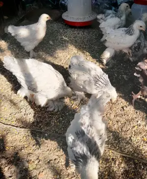 Gaini Brahma HD de anul asta - imagine 2 Gaini Brahma HD de anul asta - imagine 2