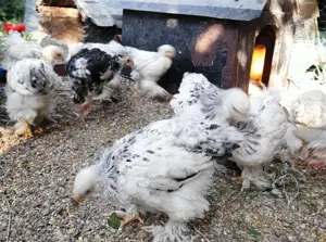 Gaini Brahma HD de anul asta