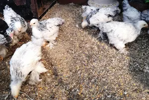 Gaini Brahma HD de anul asta - imagine 4 Gaini Brahma HD de anul asta - imagine 4