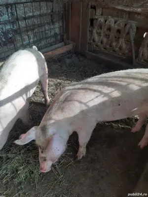 vand porci 100-130 kg