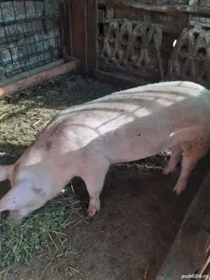 vand porci 100-130 kg - imagine 2