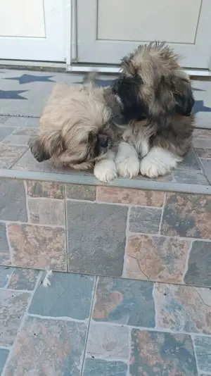 Căței shih tzu mini toy - imagine 2 Căței shih tzu mini toy - imagine 2