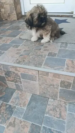 Căței shih tzu mini toy - imagine 3 Căței shih tzu mini toy - imagine 3