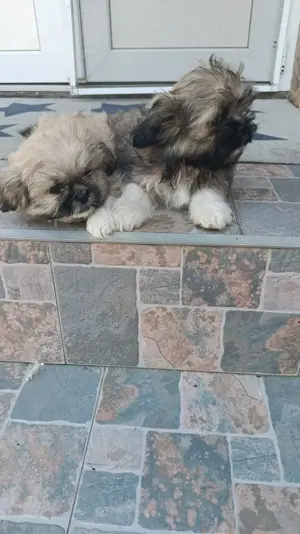 Căței shih tzu mini toy - imagine 4 Căței shih tzu mini toy - imagine 4