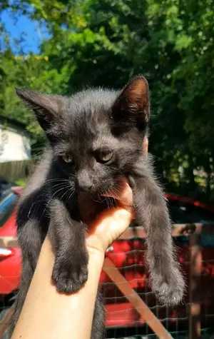 Adopție 4 pisici de 5 luni  - imagine 3